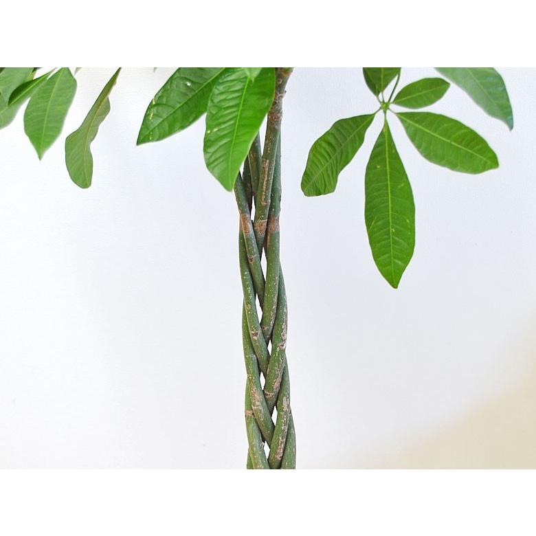 観葉植物 パキラ おしゃれ 大型 お祝い 8号 : フラワー