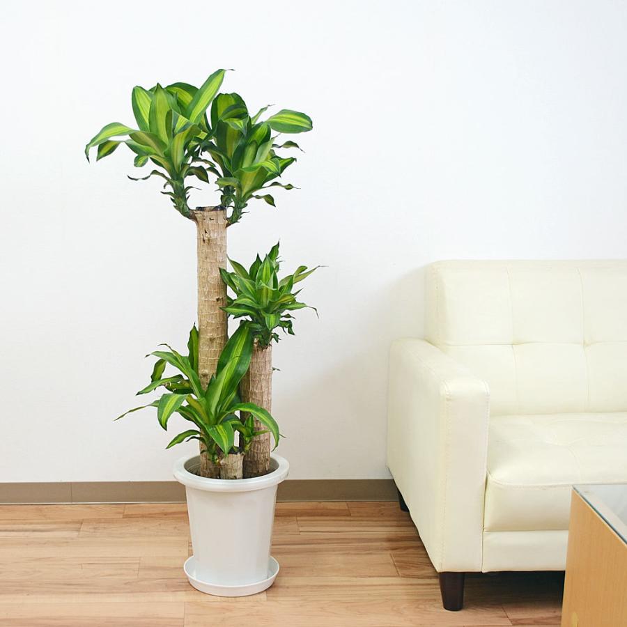 観葉植物 幸福の木 ドラセナ フラグランス マッサンゲアナ 中鉢 8号サイズ Mkan フラワーコーポレーション 通販 Yahoo ショッピング