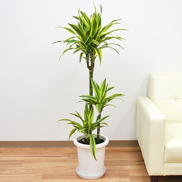 観葉植物 ドラセナ デレメンシス レモンライム ワーネッキー 8号サイズ Sagaretxe Net