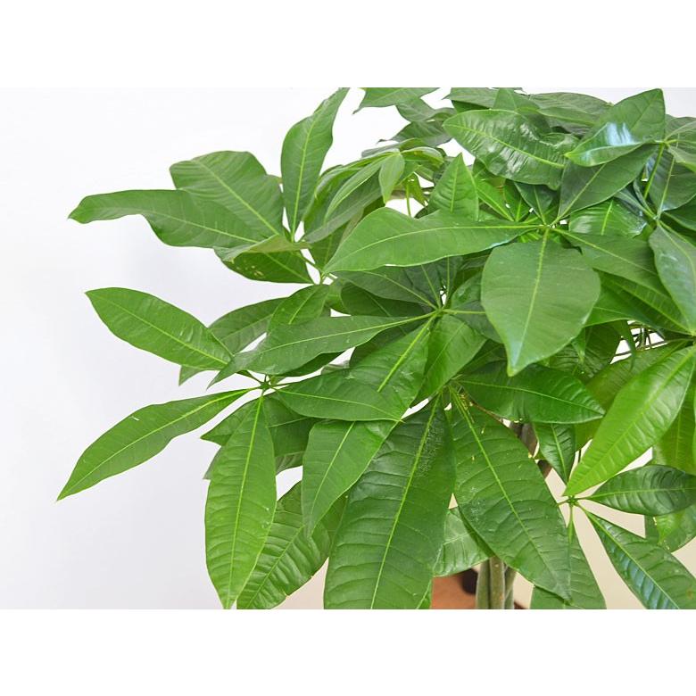 観葉植物 パキラ 8号 おしゃれ 大型 お祝い 鉢カバー付き : フラワー