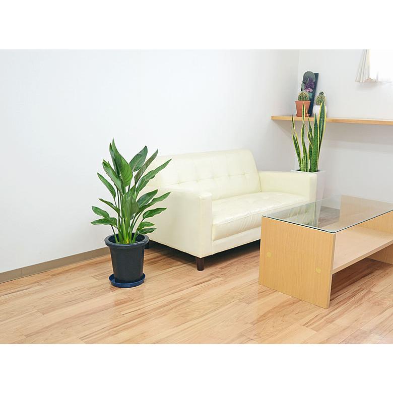 観葉植物 ストレリチア・レギネ 8号(中鉢) バードオブパラダイス