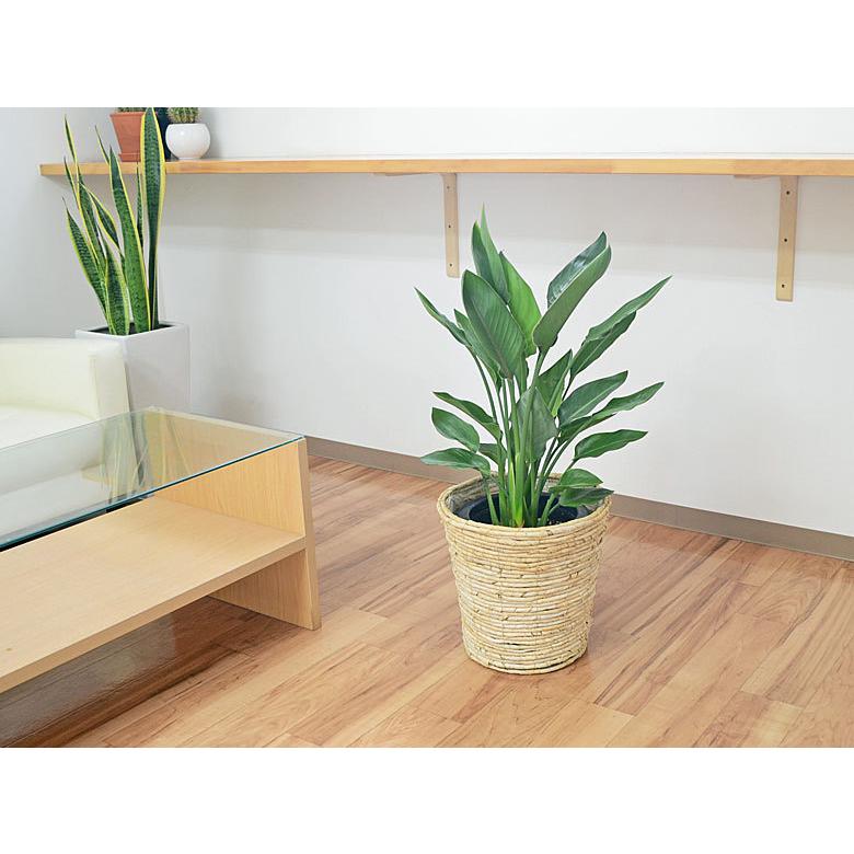 観葉植物 ストレリチア・レギネ 8号(中鉢) バードオブパラダイス 観葉植物 ストレリチア・レギネ 8号(中鉢) バードオブパラダイス