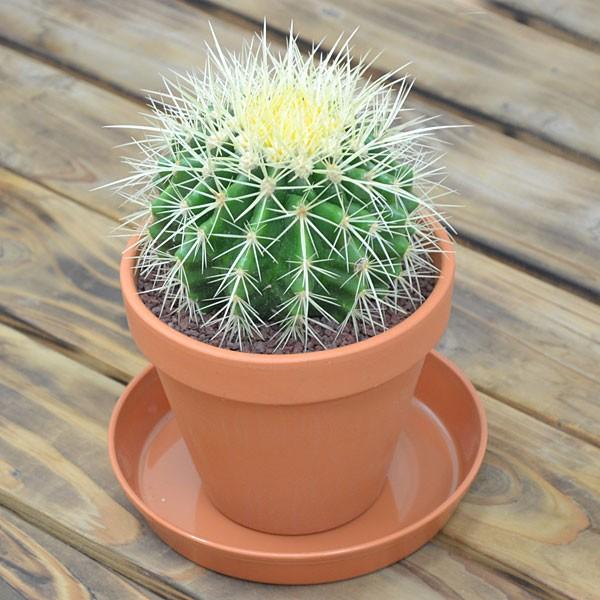 新作 サボテン 金鯱 キンシャチ 素焼き陶器鉢 最安値に挑戦