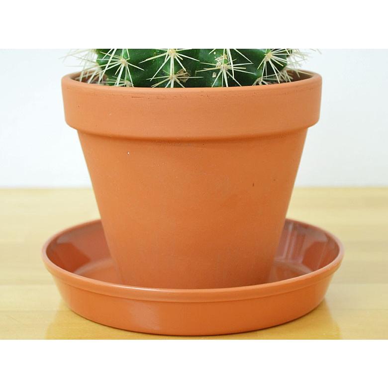 金鯱7号,8号2鉢専用 観葉植物の販売・ギフトならフラワーコーポレーション / 【送料無料