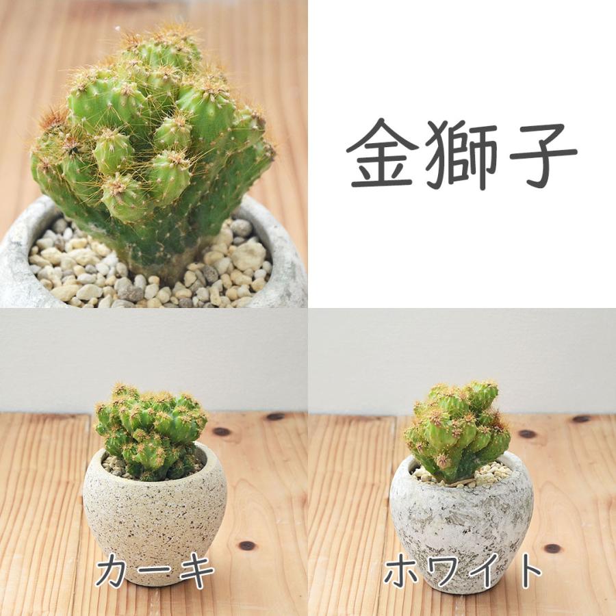 サボテン カクタス 陶器鉢 マット アンティーク 2鉢セット おしゃれ