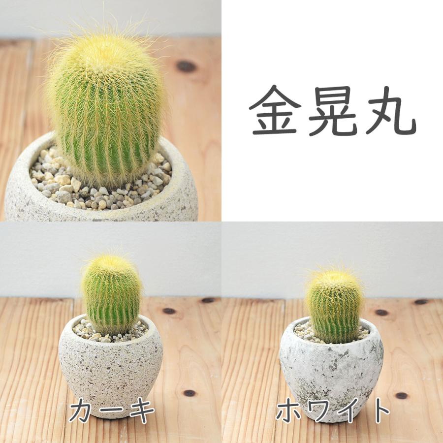 サボテン カクタス 陶器鉢 マット アンティーク おしゃれ お祝い