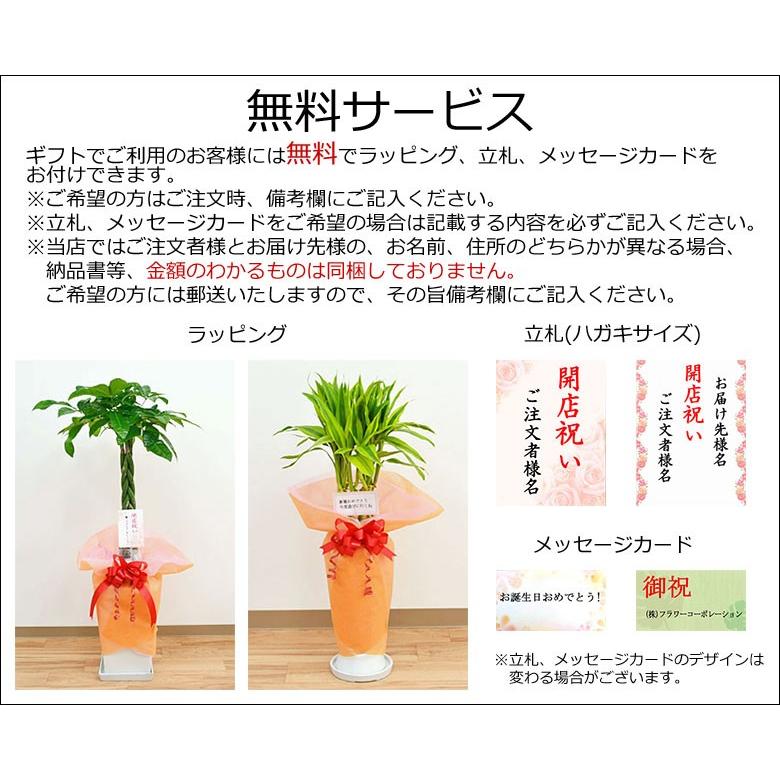 観葉植物 サンスベリア おしゃれ お祝い 陶器鉢植え｜flower-c｜07