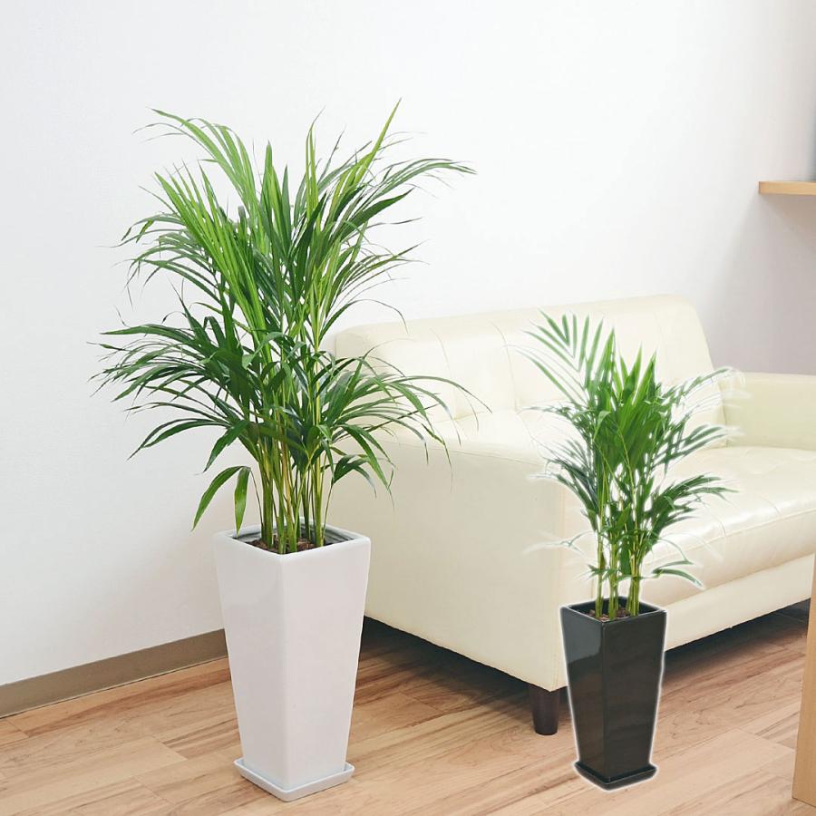 観葉植物 アレカヤシ ロングスクエア陶器鉢植え おしゃれ 大型 お祝い 7号 ホワイト ブラック Majesticxpress Com
