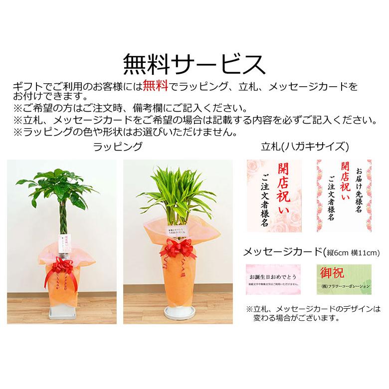 観葉植物 アレカヤシ ロングスクエア陶器鉢植え おしゃれ 大型 お祝い 7号 ホワイト ブラック｜flower-c｜14