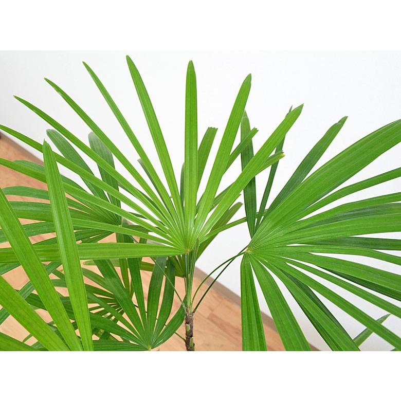 観葉植物 棕櫚竹(シュロチク) おしゃれ お祝い ロングスクエア陶器