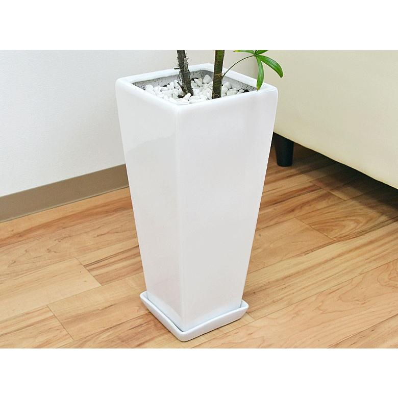 観葉植物 棕櫚竹(シュロチク) おしゃれ お祝い ロングスクエア陶器