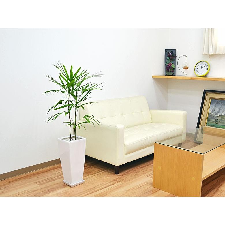 観葉植物 棕櫚竹(シュロチク) おしゃれ お祝い ロングスクエア陶器