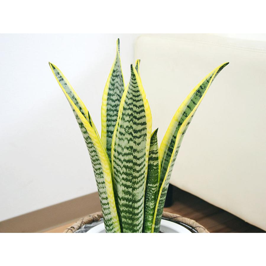 観葉植物　サンスベリア・ローレンティー　高さ68cm　おしゃれな6号の鉢と受け皿付き 観葉植物 サンスベリア・ローレンティ 6号サイズ 選べる鉢カバー付き