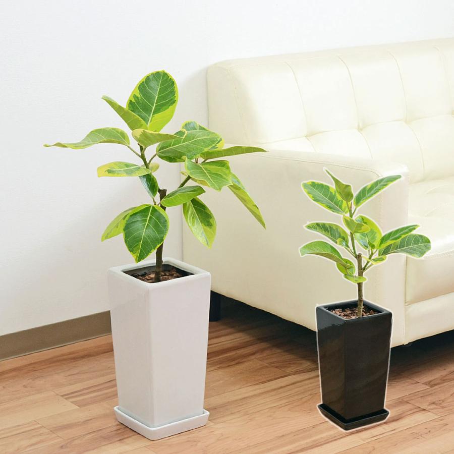 観葉植物 フィカス アルテシーマ アルテシマゴム 6号 スクエア陶器鉢植え おしゃれ お祝い Skan フラワーコーポレーション 通販 Yahoo ショッピング
