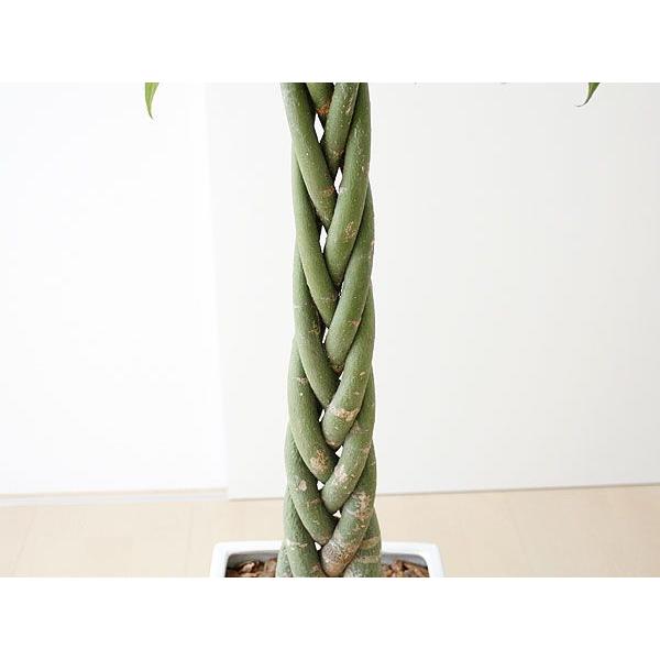 観葉植物 パキラ 編み込み 8号 スクエア陶器鉢植え ホワイト 白 大型