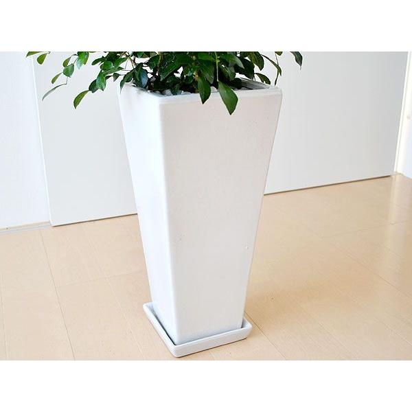観葉植物 シルクジャスミン(ゲッキツ) ロングスクエア陶器鉢植え 7号