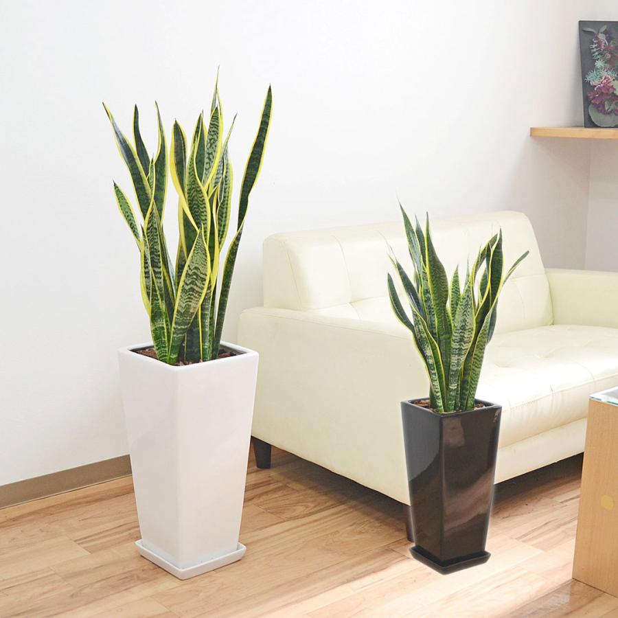 観葉植物 サンスベリア ローレンティ おしゃれ お祝い 大型 陶器鉢植え Skan フラワーコーポレーション 通販 Yahoo ショッピング
