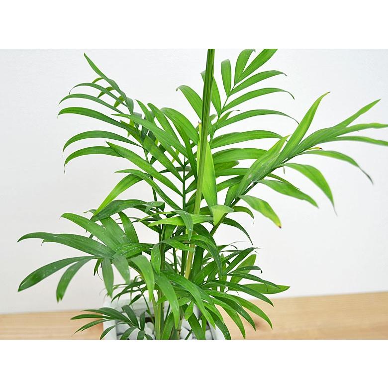 Seasonal Wrap入荷 観葉植物 テーブルヤシ チャメドレア スクエア陶器鉢植え Wantannas Go Id