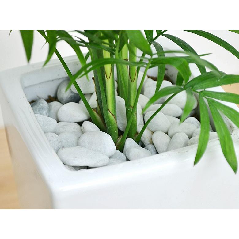 Seasonal Wrap入荷 観葉植物 テーブルヤシ チャメドレア スクエア陶器鉢植え Wantannas Go Id
