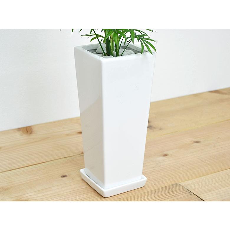Seasonal Wrap入荷 観葉植物 テーブルヤシ チャメドレア スクエア陶器鉢植え Wantannas Go Id