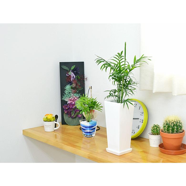 Seasonal Wrap入荷 観葉植物 テーブルヤシ チャメドレア スクエア陶器鉢植え Wantannas Go Id
