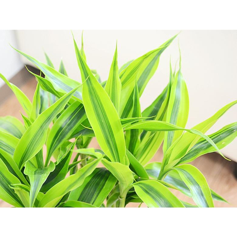 観葉植物 万年竹(ミリオンバンブー) 選べる鉢カバー付き 6号サイズ