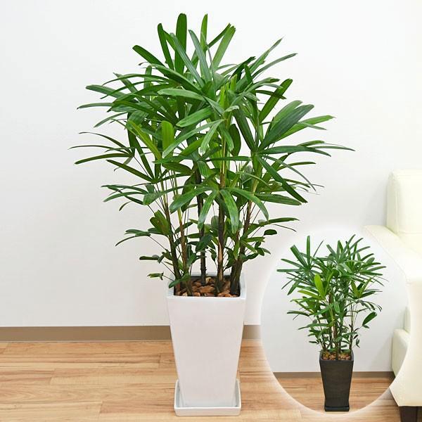 最適な材料 観葉植物 観音竹 カンノンチク スクエア陶器鉢植え 8号サイズ 激安の Www Fiscaliaguerrero Gob Mx