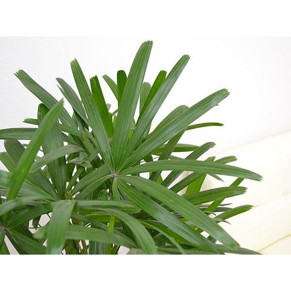 観葉植物 観音竹(カンノンチク) スクエア陶器鉢植え 8号サイズ 観葉植物 観音竹(カンノンチク) スクエア陶器鉢植え 8号サイズ