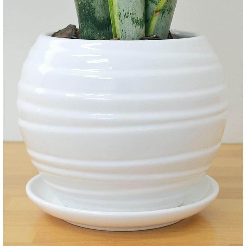 観葉植物 サンスベリア サンセベリア おしゃれ お祝い ボール型陶器鉢