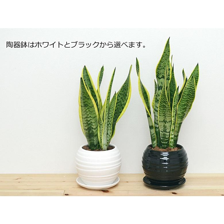 観葉植物 サンスベリア サンセベリア おしゃれ お祝い ボール型陶器鉢