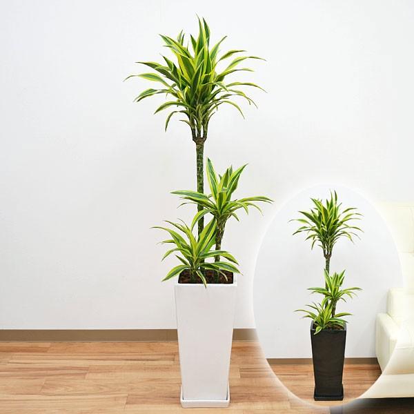 安い売れ済 観葉植物 ドラセナ デレメンシス レモンライム ワーネッキー ロングスクエア陶器鉢植え 8号 ショッピング本物 Ssl Daikyogo Or Jp