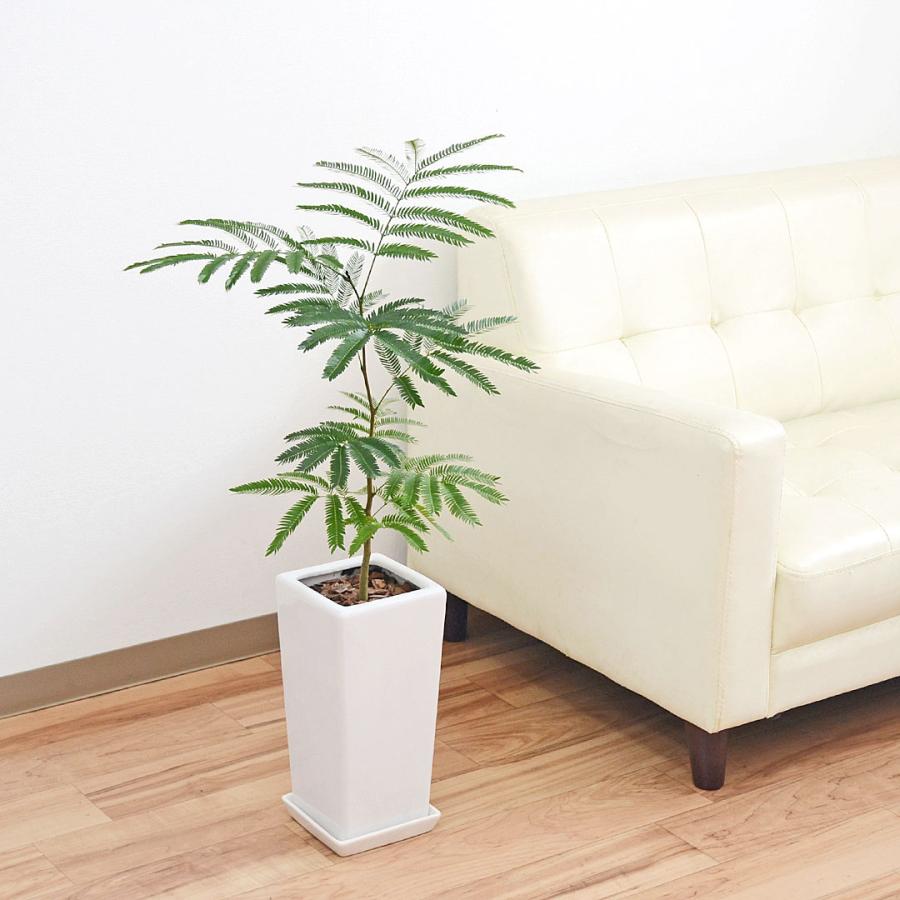 ネムの木　エバーフレッシュ　鉢皿付き 観葉植物 エバーフレッシュ ネムノキ スクエア陶器鉢植え 6号 本物