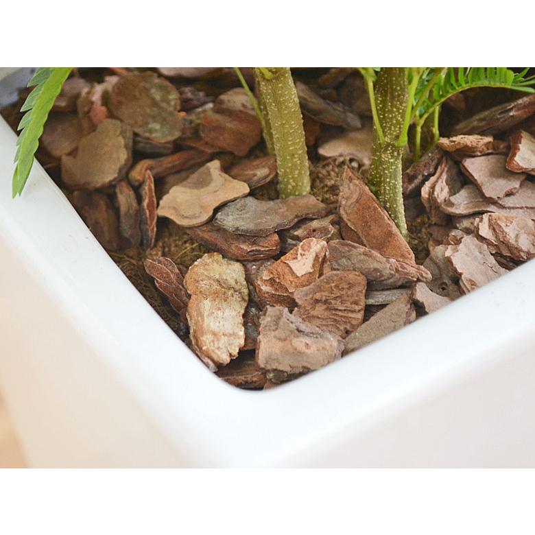 観葉植物 エバーフレッシュ ネムノキ スクエア陶器鉢植え 6号 本物