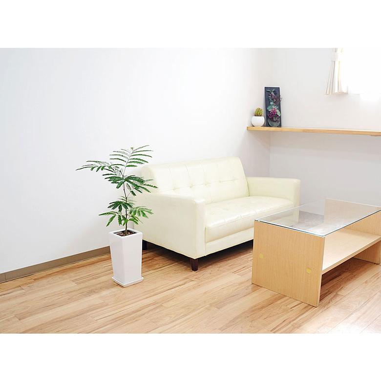 観葉植物 エバーフレッシュ ネムノキ スクエア陶器鉢植え 6号 本物