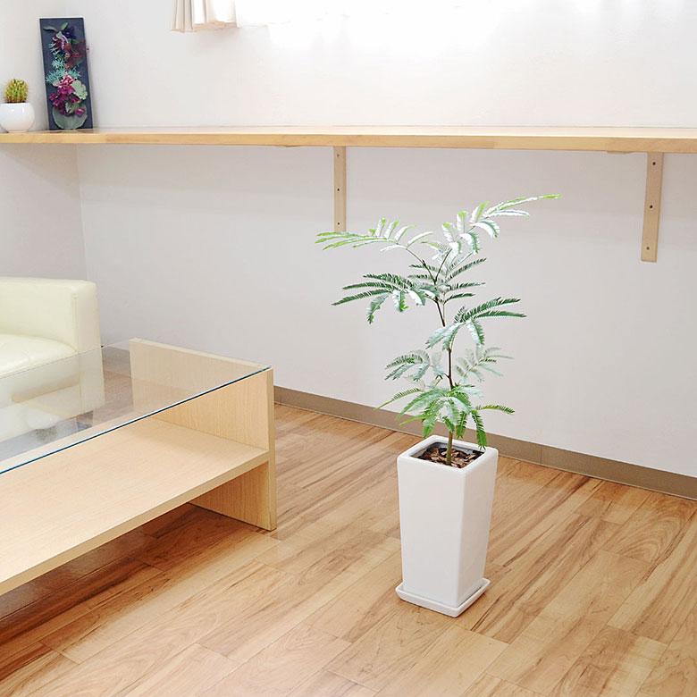 観葉植物 エバーフレッシュ ネムノキ スクエア陶器鉢植え 6号 本物