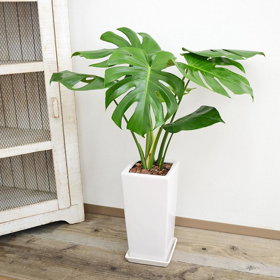 観葉植物 モンステラ スクエア陶器鉢植え 6号 : フラワー