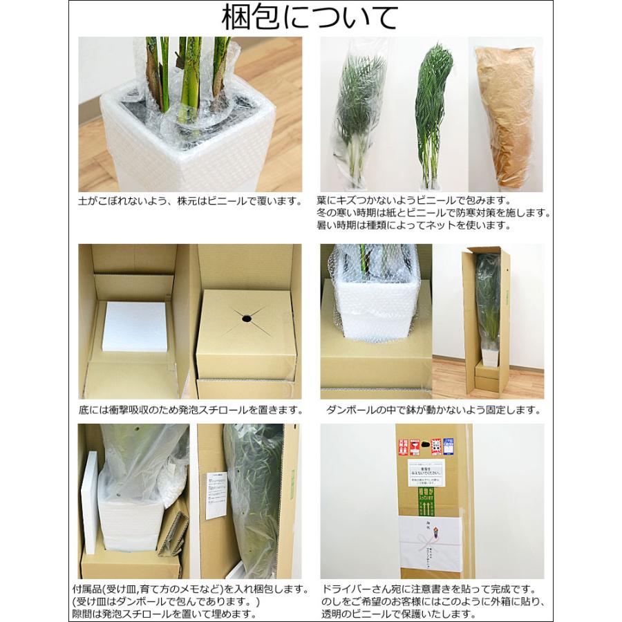 観葉植物 ガジュマル(多幸の木) 曲がり仕立て スクエア陶器鉢植え｜flower-c｜09