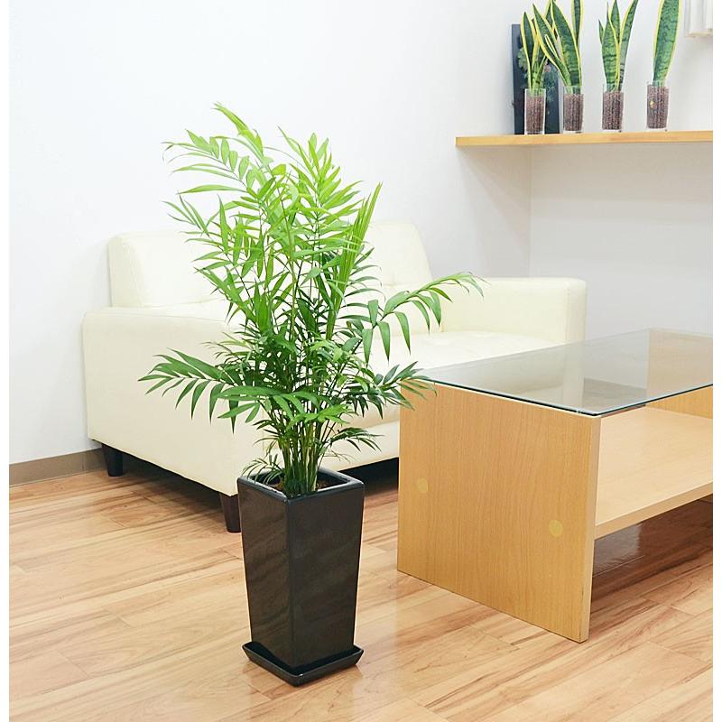 観葉植物 テーブルヤシ(チャメドレア) 6号 陶器鉢植え おしゃれ お祝い