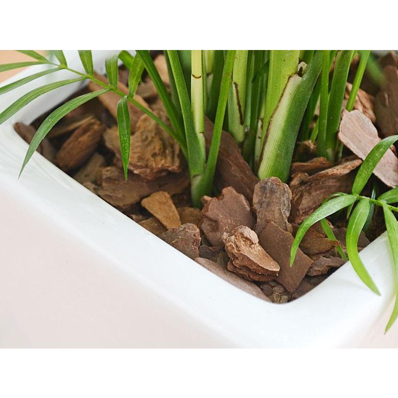 観葉植物 テーブルヤシ(チャメドレア) 6号 陶器鉢植え おしゃれ お祝い