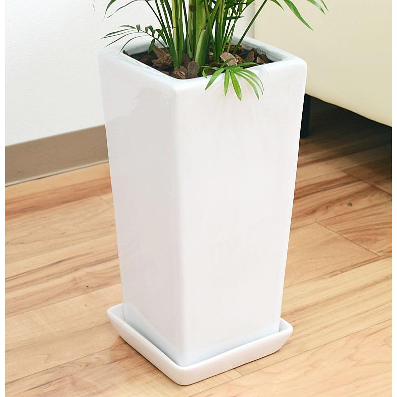 観葉植物 テーブルヤシ(チャメドレア) 6号 陶器鉢植え おしゃれ お祝い