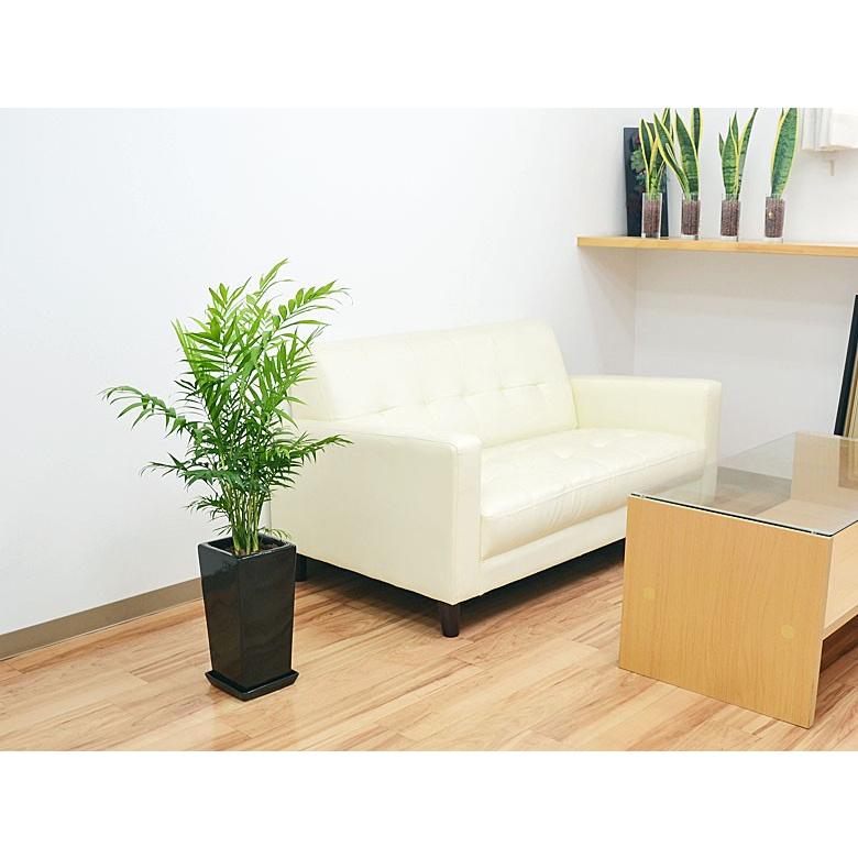 観葉植物 テーブルヤシ(チャメドレア) 6号 陶器鉢植え おしゃれ お祝い