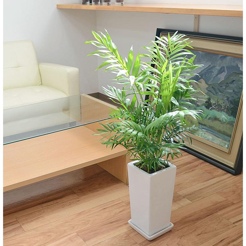 観葉植物 テーブルヤシ(チャメドレア) 6号 陶器鉢植え おしゃれ お祝い skan000332フラワーコーポレーション 通販