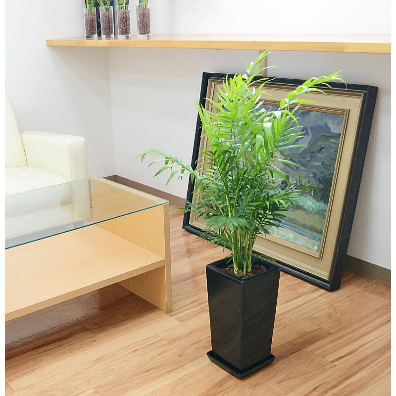 観葉植物 テーブルヤシ(チャメドレア) 6号 陶器鉢植え おしゃれ お祝い