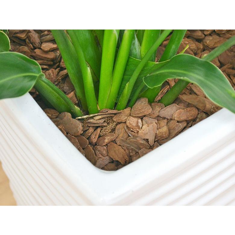 ストレリチア レギネ 陶器鉢植え込み