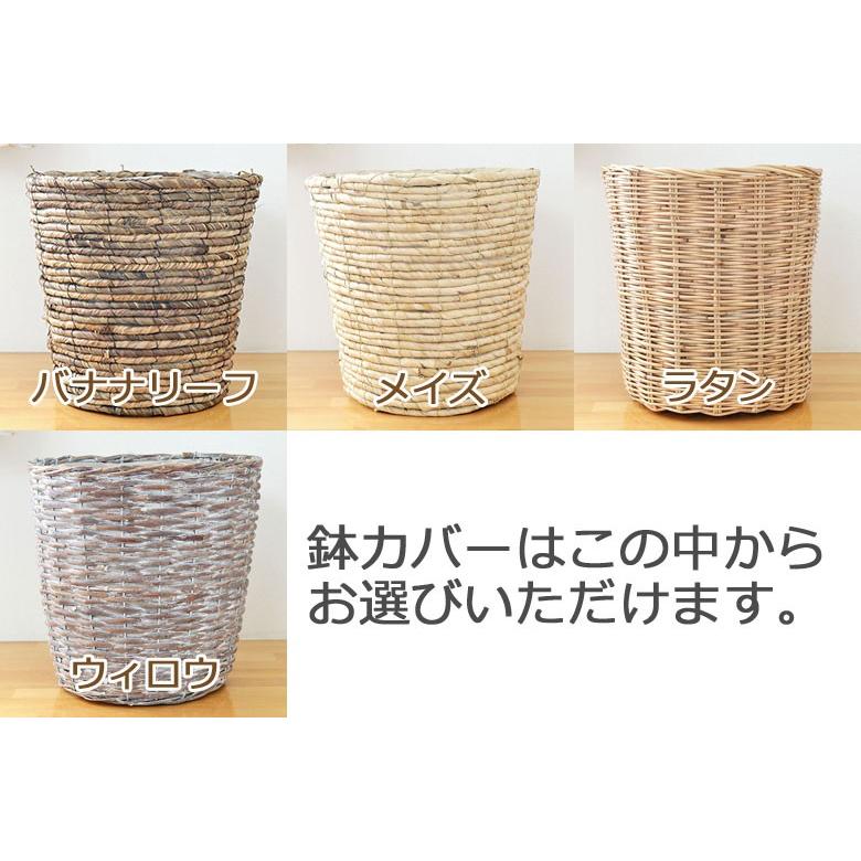 選べる観葉植物・鉢カバー 7号サイズ : フラワーコーポレーション
