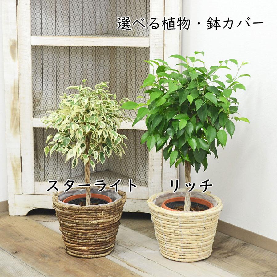 最新のデザイン 観葉植物 ベンジャミン スターライト 鉢カバー付き 5号