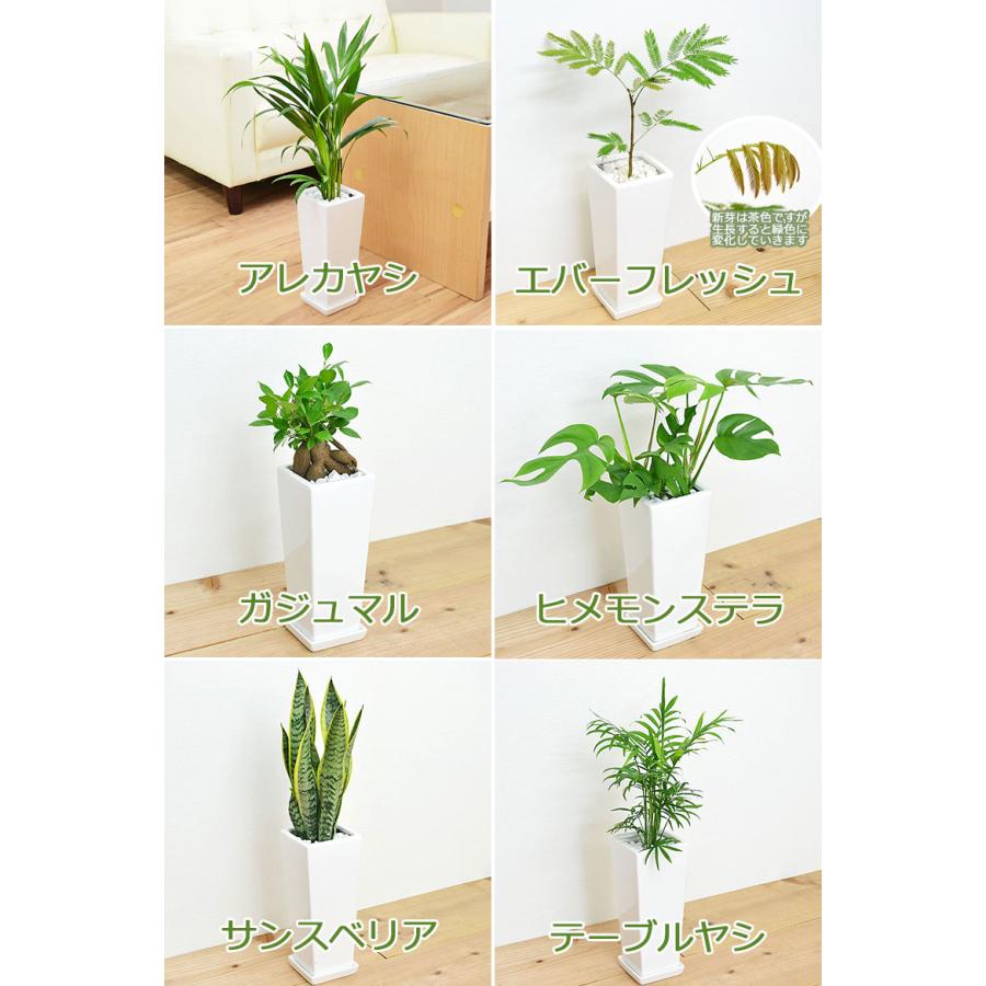 観葉植物　4点セット　まとめ売り 観葉植物 4号スクエア陶器鉢植え 4鉢セット : フラワー