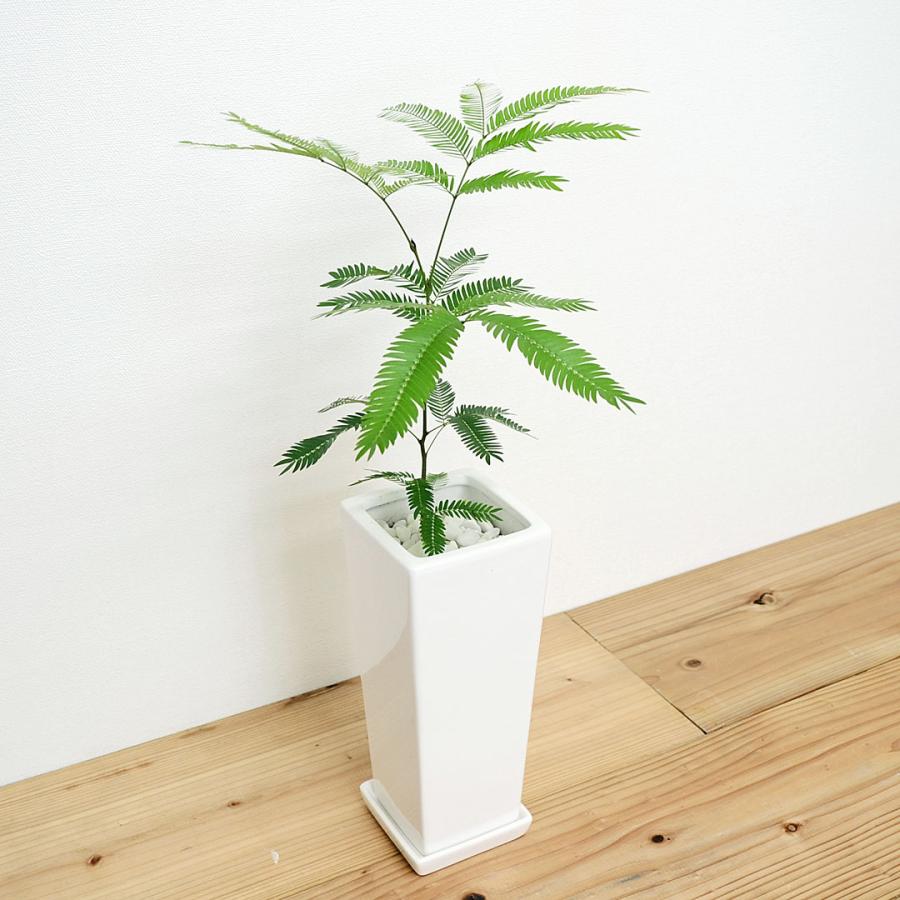 観葉植物 エバーフレッシュ ネムノキ スクエア陶器鉢植え ホワイ ト 白