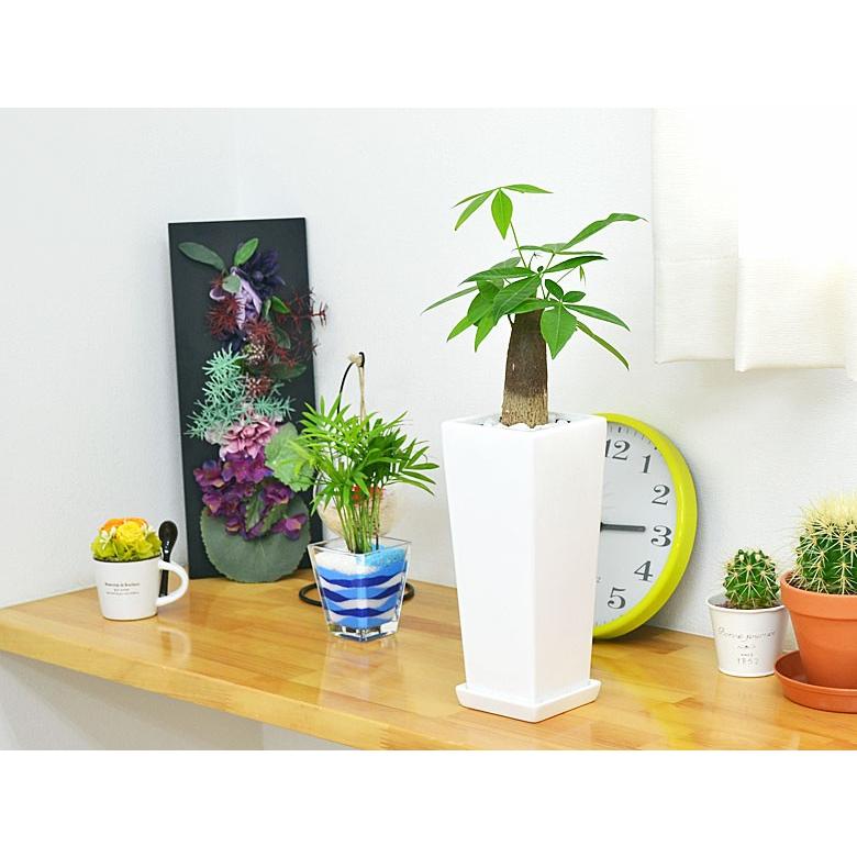 観葉植物 パキラ スクエア陶器鉢植え 【限定価格セール！】