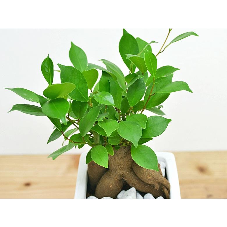 観葉植物 スクエア陶器鉢ガジュマル 7号 100センチ前後